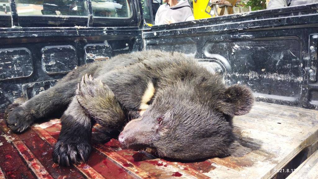 जुम्लामा भालुकाे आक्रमणबाट ३ जना गम्भीर घाइते, भालुलाई गोली हानेर मारियो