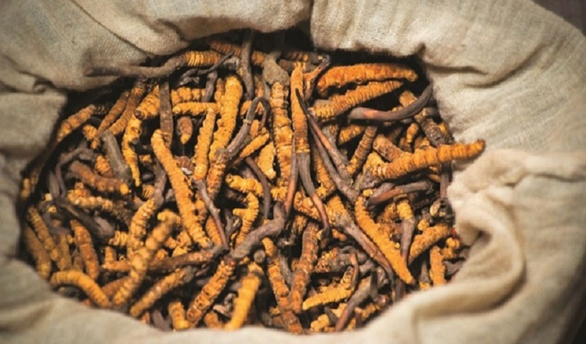 हुम्लामा यार्सा गुम्बासहित एक व्यक्ति पक्राउ