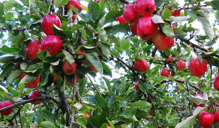 बोटमा नपाक्दै जुम्लाको स्याउ बजारमा, गुणस्तर खस्कने खतरा