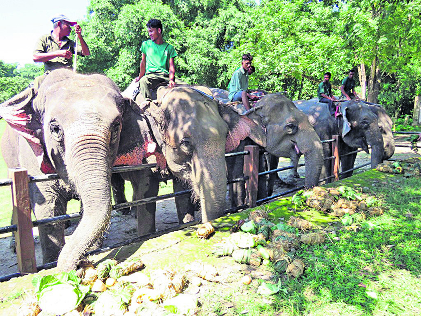 विश्व हात्ती दिवस : वन र वन्यजन्तुको संरक्षण गर्दैछ हात्ती