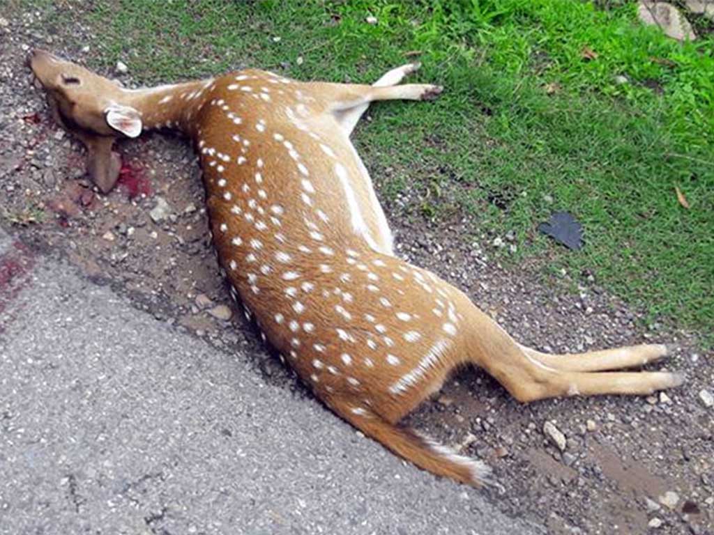 बाँके राष्ट्रिय निकुञ्जमा गाडीको ठक्करबाट ३५८ वन्यजन्तु मारिए