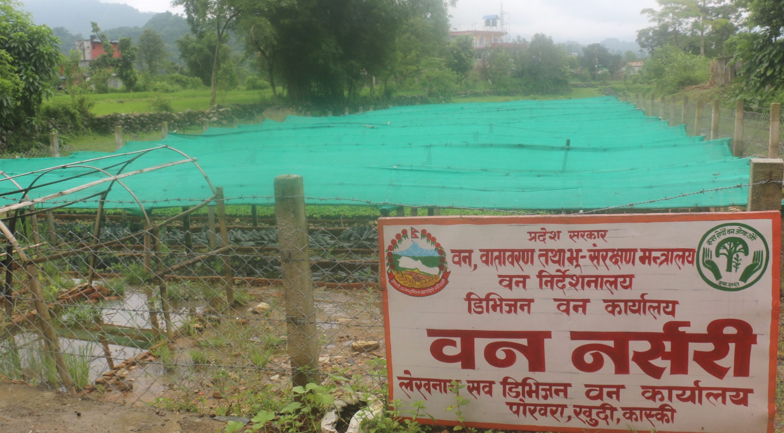 कास्कीमा व्यवसायिक पशुपालनसँगै डाँले घाँसका विरुवाको माग बढ्दो