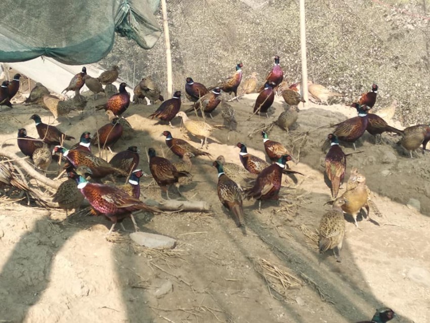 ग्राहकसँगै पर्यटक लोभ्याउँदै कालिज फार्म