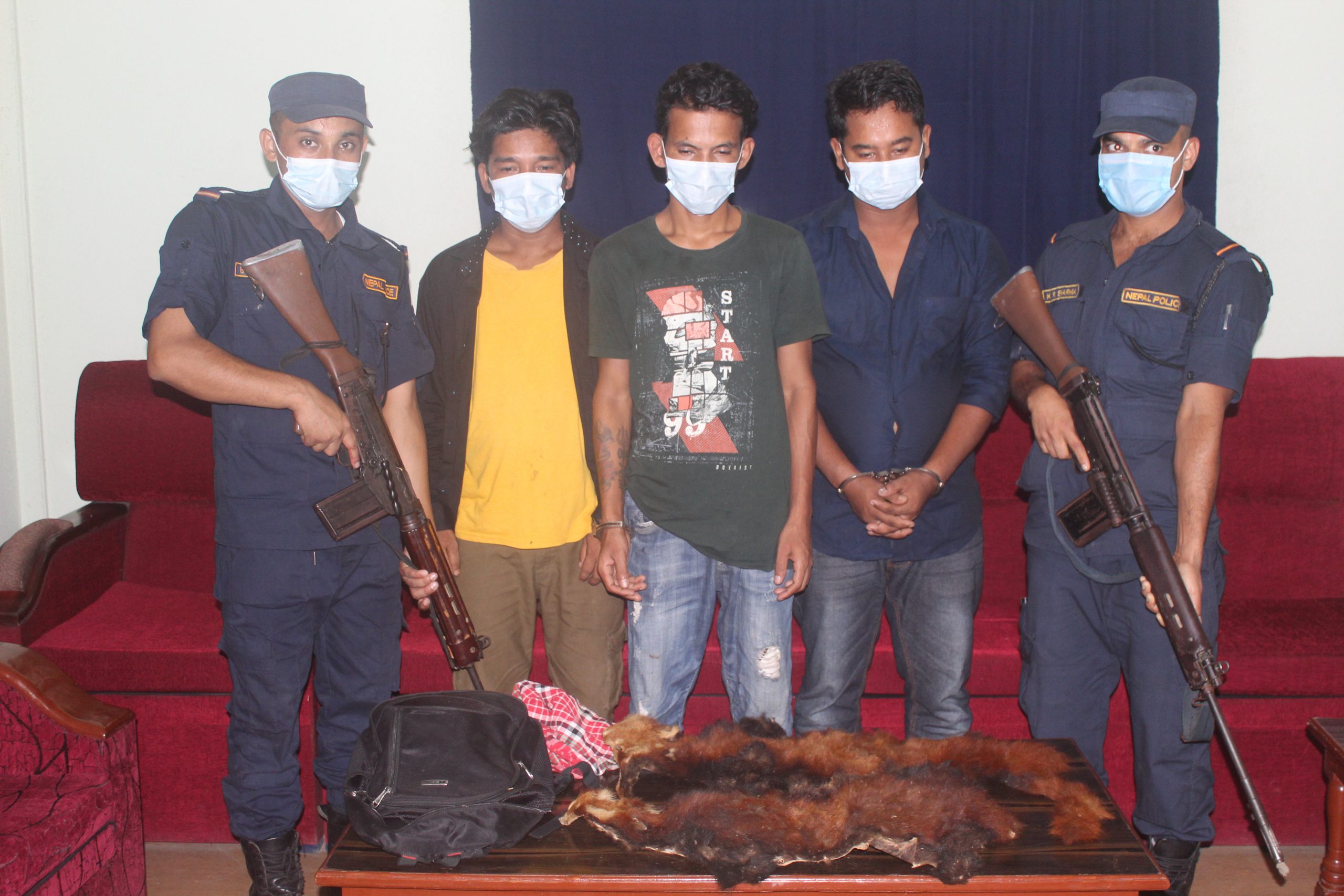 रेड पाण्डाको छालासहित कपिलवस्तुबाट ३ जना पक्राउ