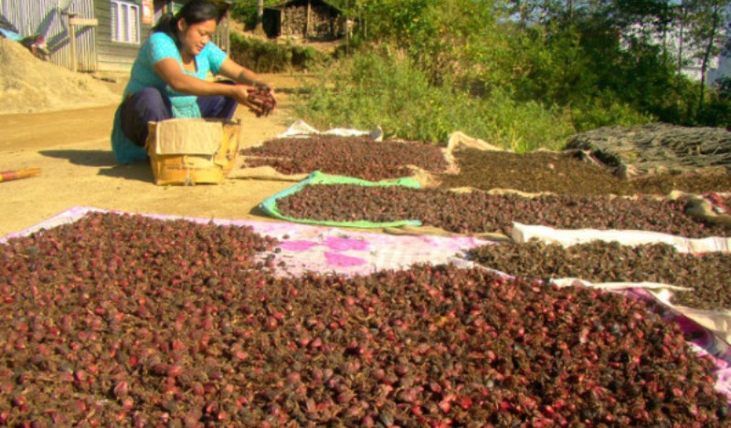 अलैँचीको भाउ पाएपछि किसान मक्ख