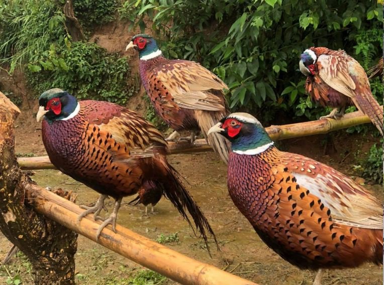 सेवा निवृत्त सैनिकको रहरलाग्दो कालिजपालन