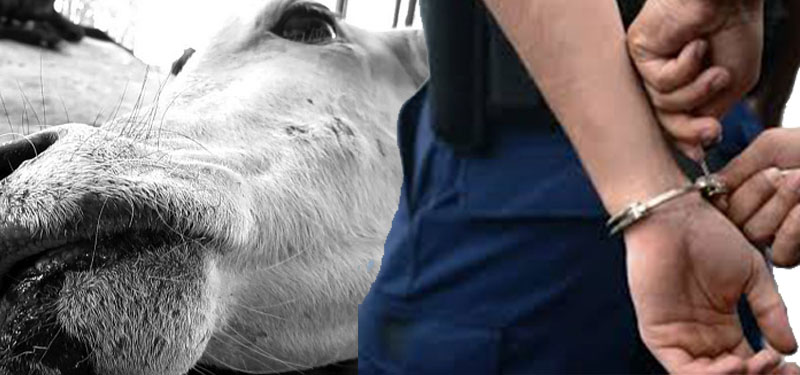 गोरु काट्दै गरेको अवस्थामा ५ जना पक्राउ