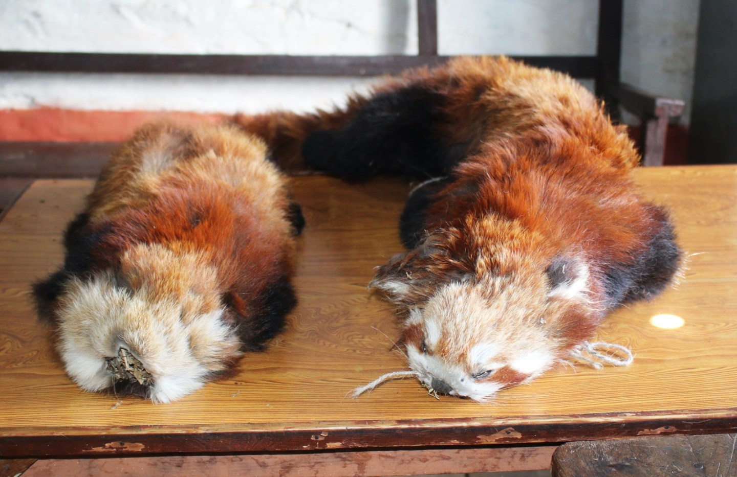 रेड पाण्डाको छालासहित युवक पक्राउ