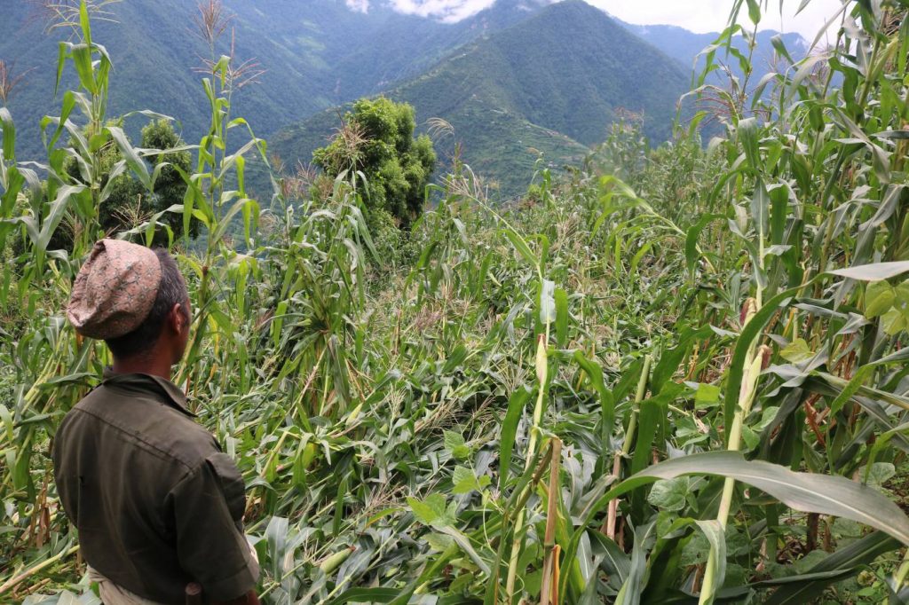 हावाहुरीले मकै सखाप पारेपछि स्थानीय चिन्तित्