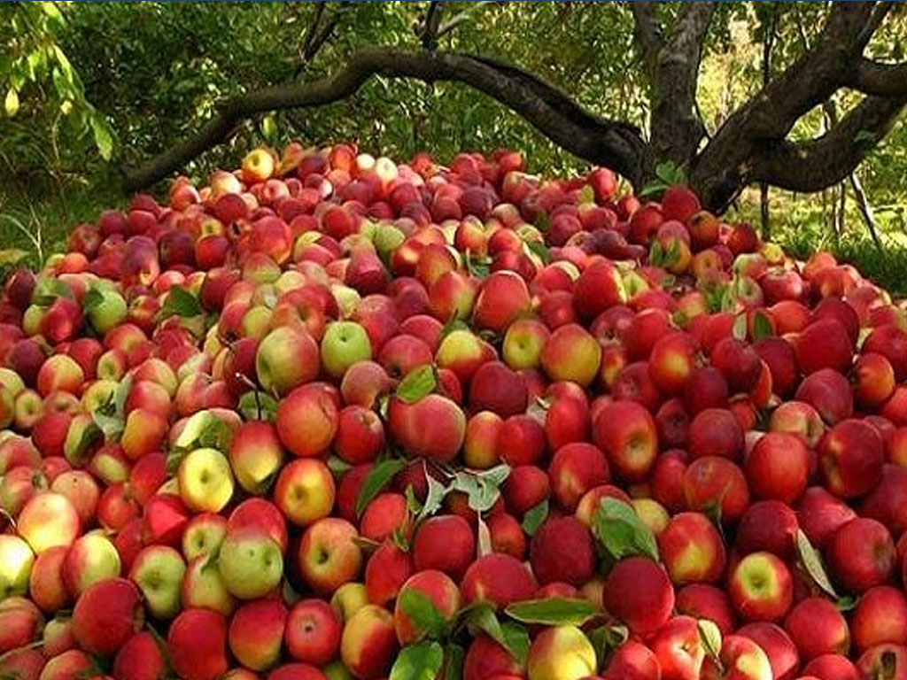 ढुवानी अनुदानले सहज