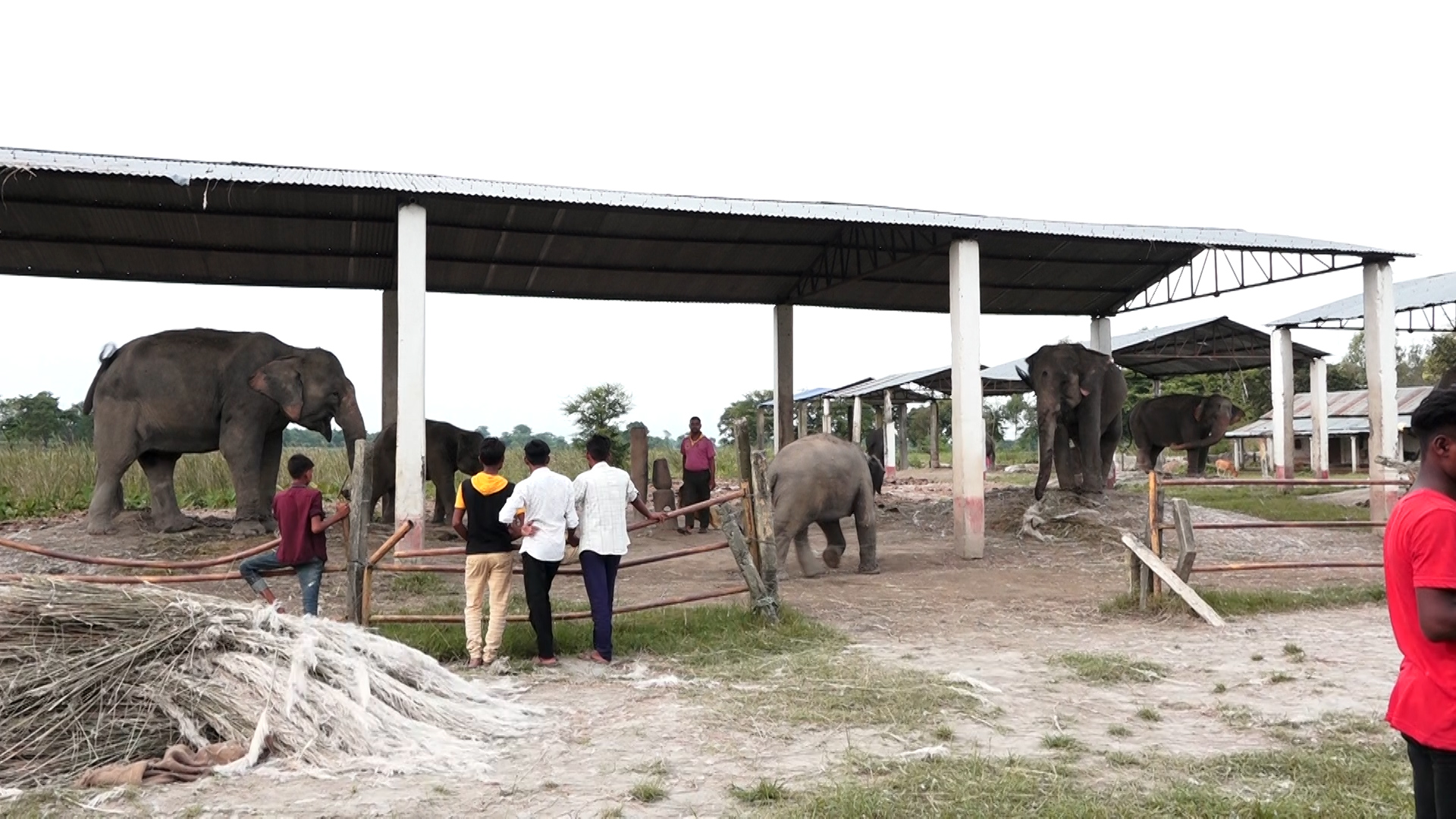 हात्तीको संरक्षण नगरे नेपालबाट लोप हुने खतरा