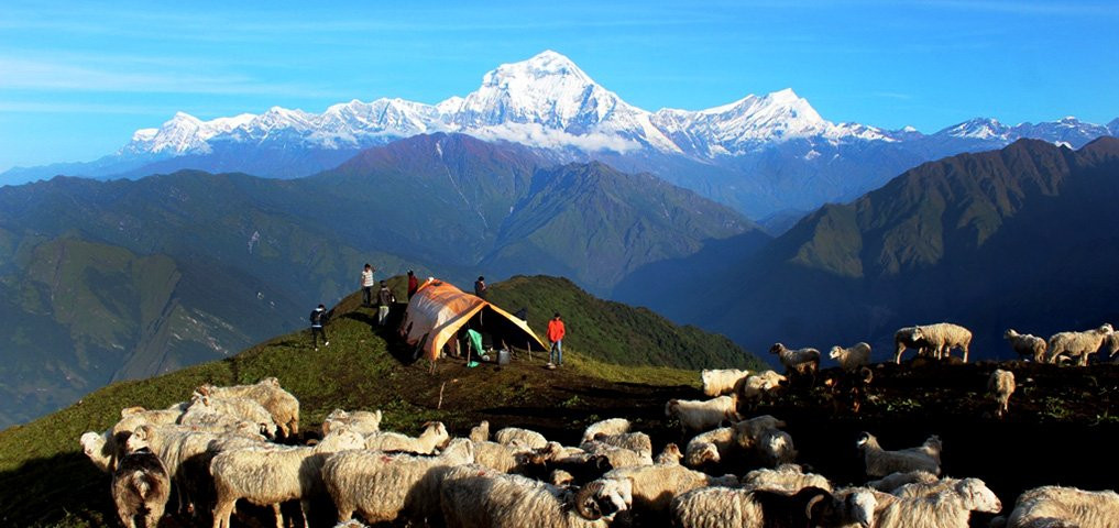 बेँसी झार्न थालियो रुकुमका भेडी गोठ