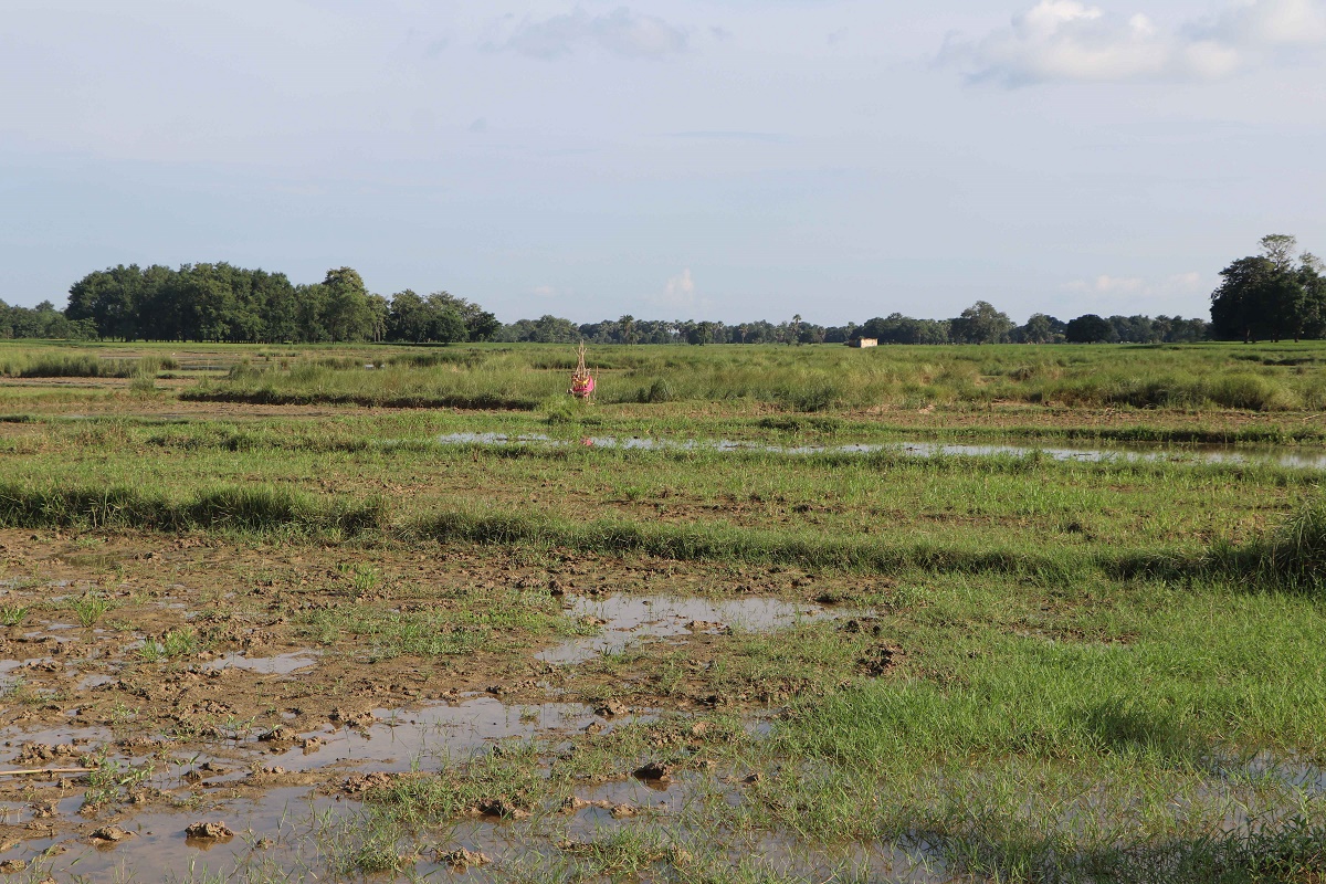 भारतीय संरचनाले डुबान, २०० बिघा धान खेती नष्ट