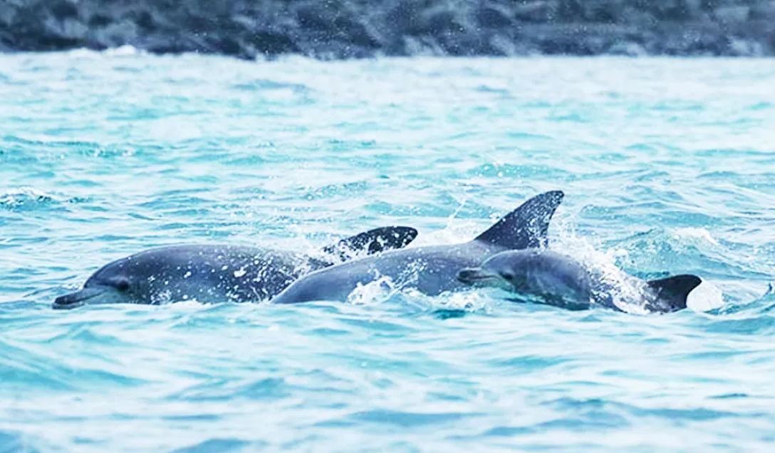 कैलालीमा डल्फिन गणना सुरु