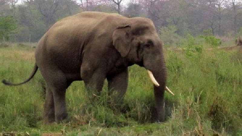 झापामा जङ्गली हात्तीको आतङ्क, किसान भन्छन्,‘खै कसरी अन्नबाली जोगाउनु’