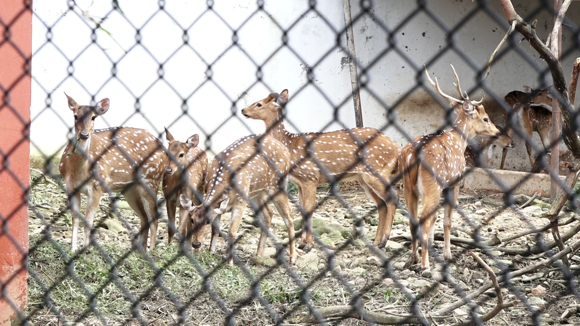 चिडियाखानाका जनावरलाई ४ कराेडकाे खाना, मानिसहरु घुम्न नजाँदा व्यवस्थापन गर्न धौ–धौ