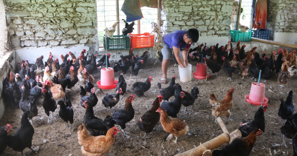 वैदेशिक असफलताले बनायो ‘सफल’ कृषक