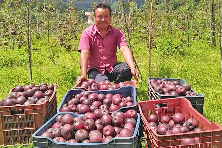 ‘मनाङमा बाटो छैन ,स्याउ बजारमा कसरी पुर्‍याउने ?’