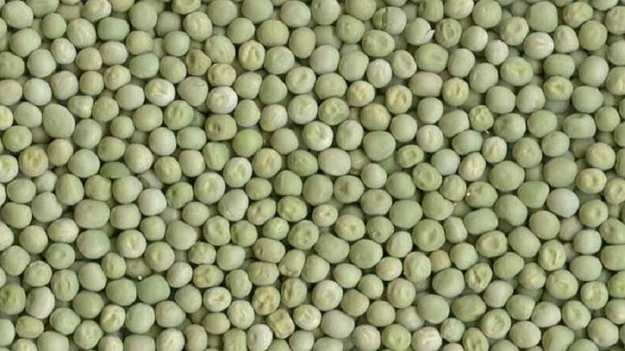 साढे २२ क्वीन्टल केराउ बरामद