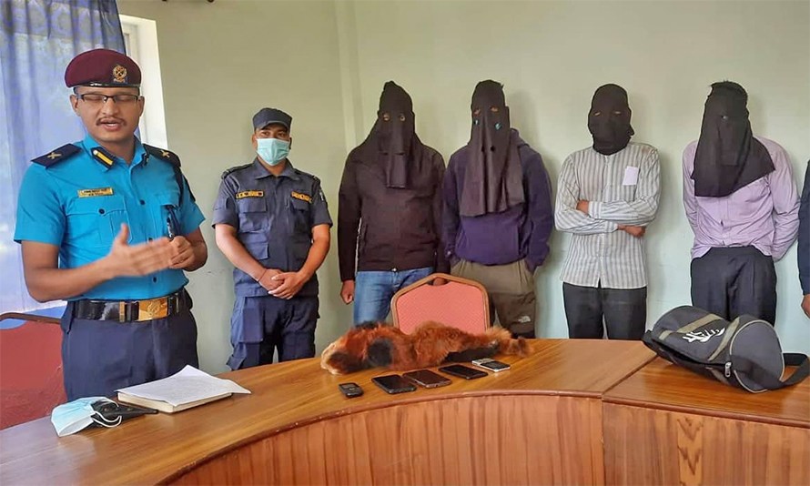 रेडपाण्डाको छालासहित चार जना पक्राउ