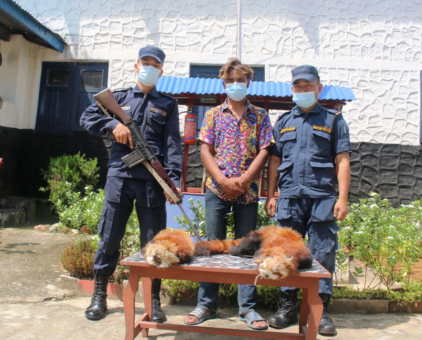 तस्करको निशानामा रेडपाण्डा