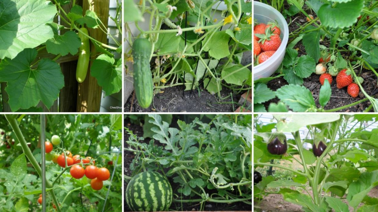 दुःख किसानलाई, नाफा बिचौलियालाई !