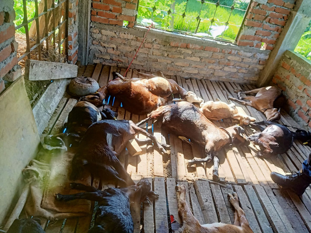 बाख्रा खोरमा रातभरी बाघ, ७ खसीसहित २१ बाख्रा मार्‍यो