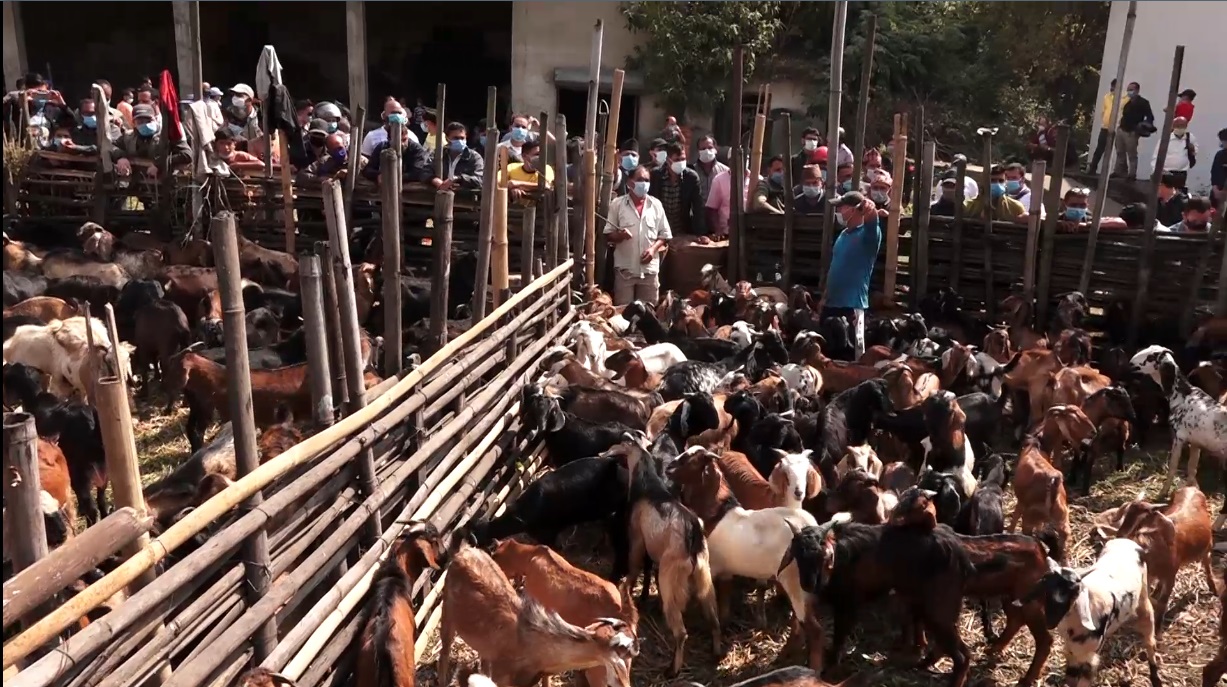 दशैंकाे खसीबोका शुक्रबारदेखि बिक्री सुरु हुने, ११ लाख किलो मासु खपत हुने