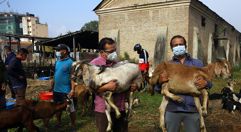 दसैँमा सात करोडको खसीबोकाको कारोबार