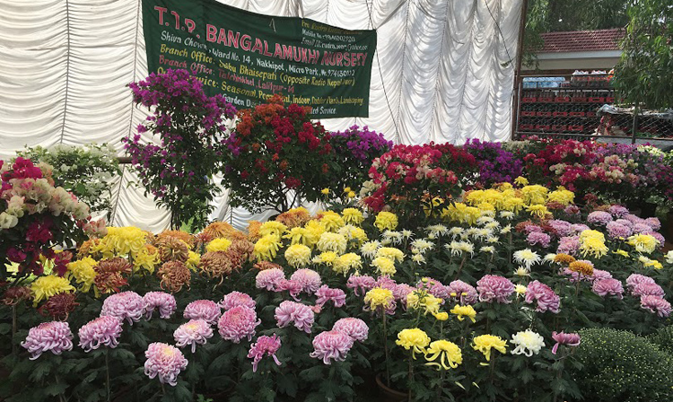 गोदावरी पुष्प प्रदर्शनी शुक्रबार, ५० लाखको कारोबार हुने