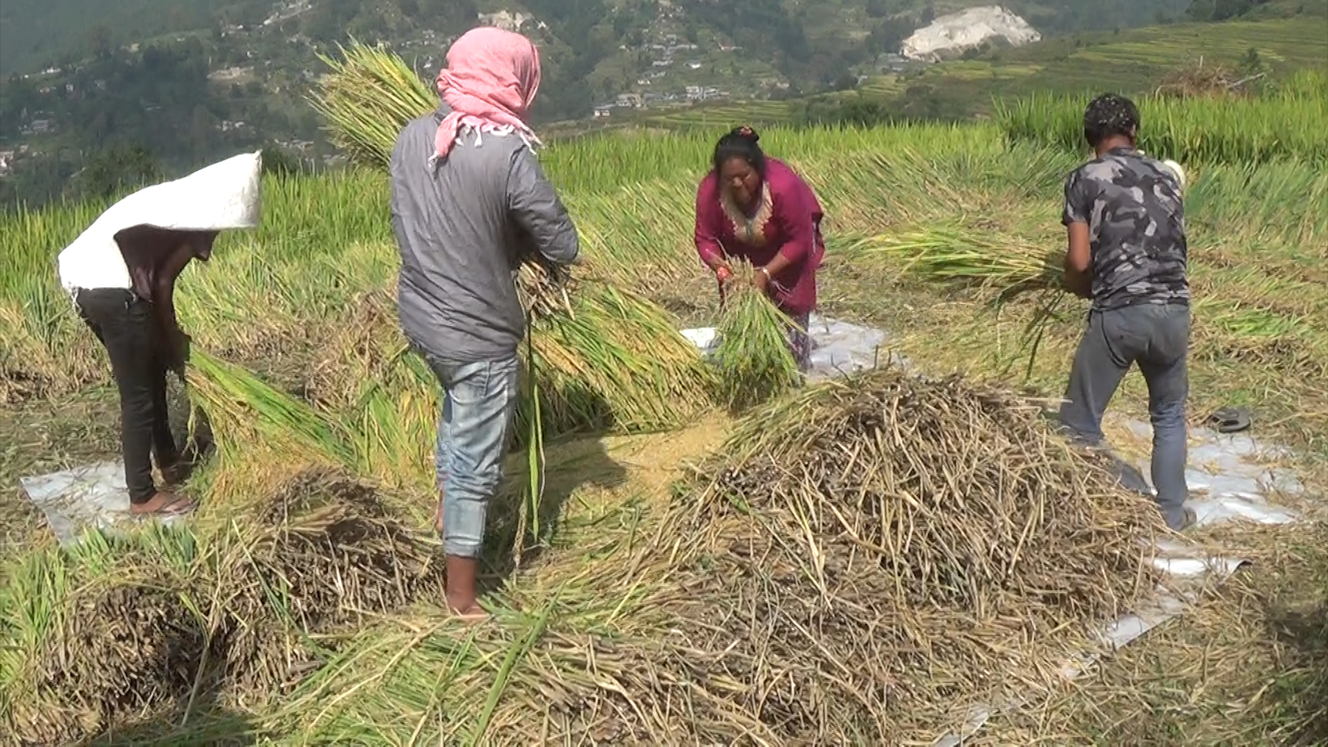 रोपेको धानमा एक गेडो लागेन, अब के खाने ?