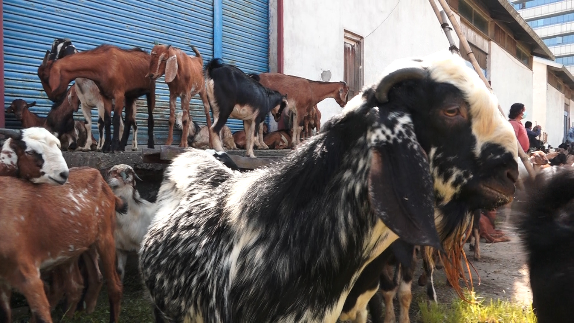 दशैं बजारमा खशी र बोकाको प्रति केजी मूल्य ६४०