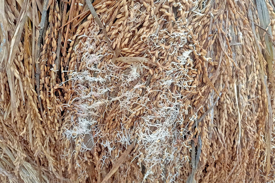 टुसाएको धानबाली देखाएर राहत माग्दै किसान