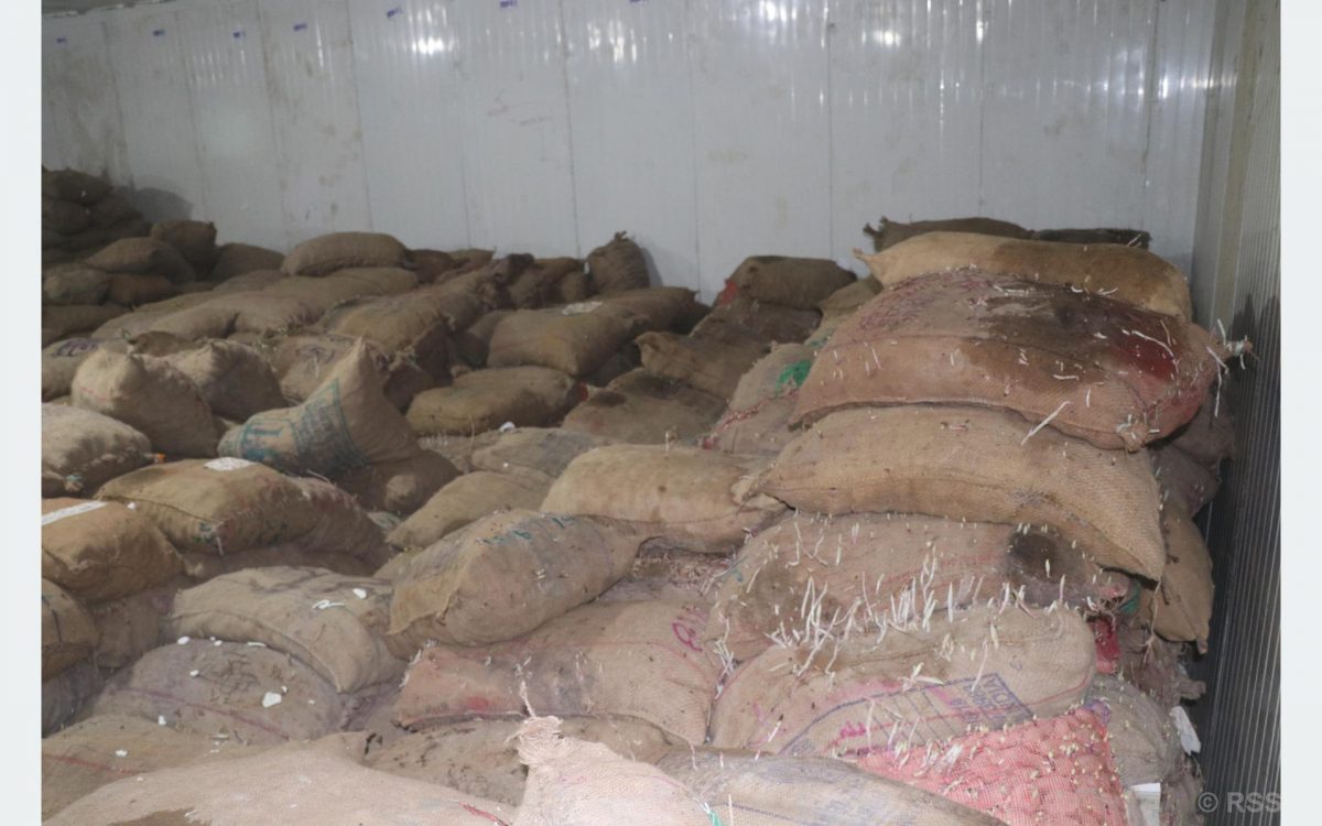 शीतभण्डारको आलु बिग्रिएको गुनासो बढेपछि विज्ञसहितको टोलीद्वारा अनुगमन