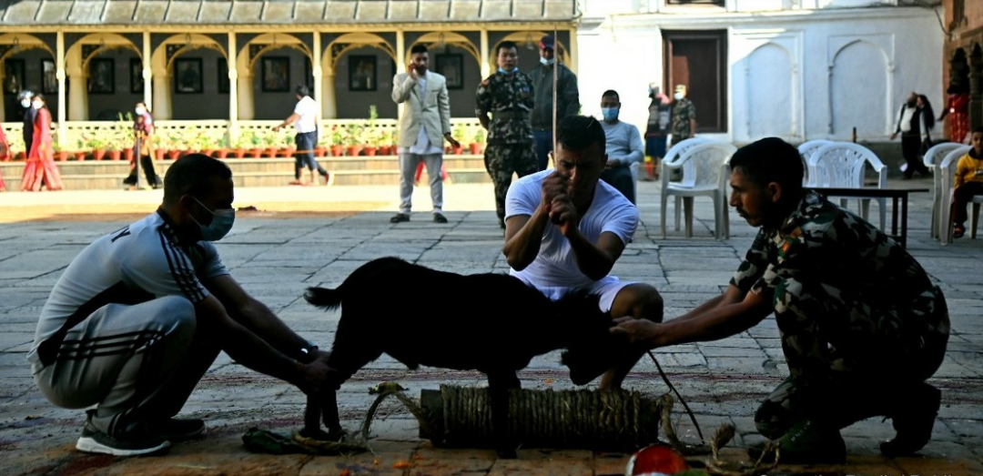 हनुमानढोका दरबारको दसैँ घरमा ५४ बोका र ५४ राँगाको बलि