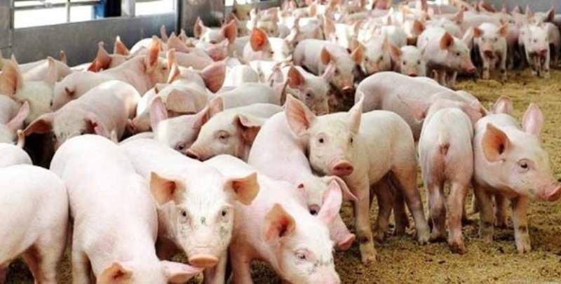 चाँगुनारायण नगरक्षेत्रमा बङ्गुर पाल्न निषेध