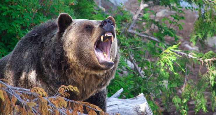 भालुको आक्रमणबाट मृत्यु