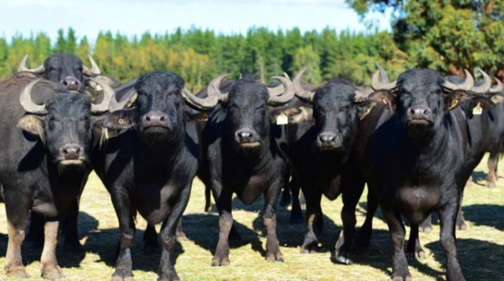 भर्चुअल माध्यमबाट एसियन भैँसी सम्मेलन हुने