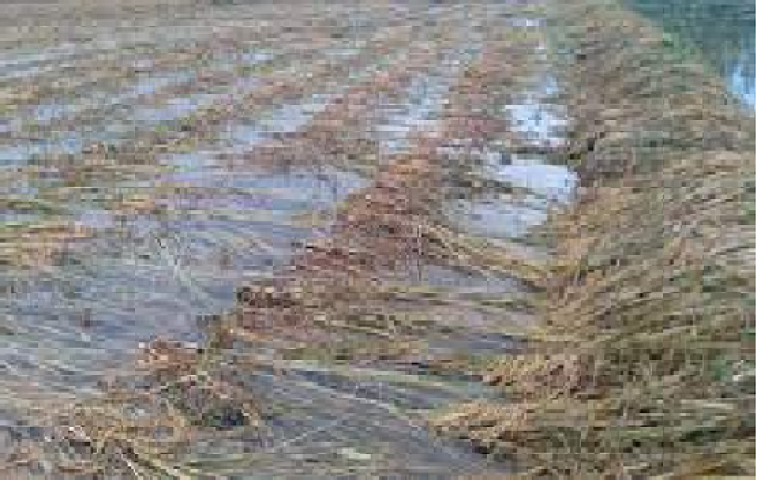 बेमौसमी वर्षा : गुल्मीमा डेढ करोडको धान क्षति