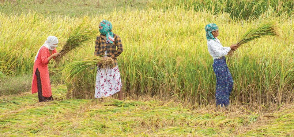 धान भित्र्याउन सुरू