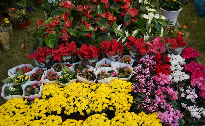 ‘२३ औँ फ्लोरा एक्स्पो’ आउँदो बिहीवारदेखि सुरु हुने