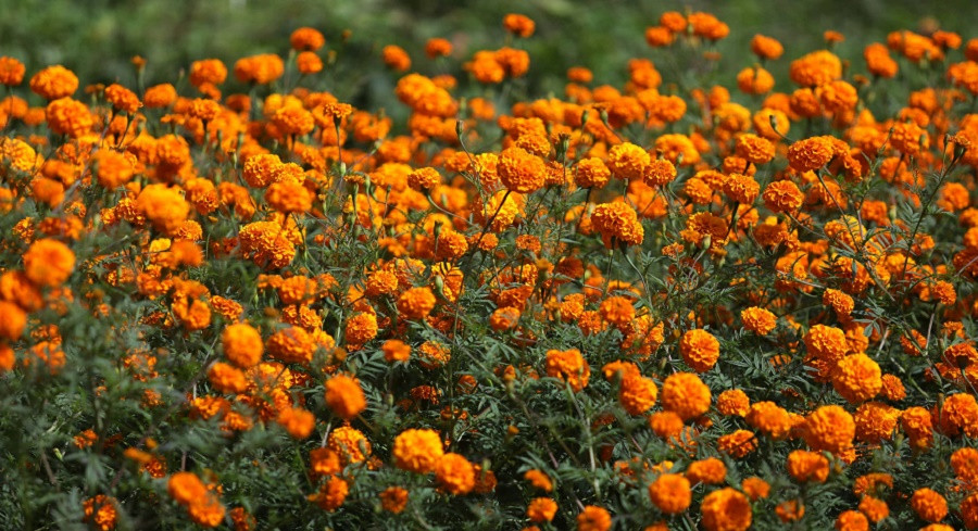 यस वर्ष फूल उत्पादनमा कमी