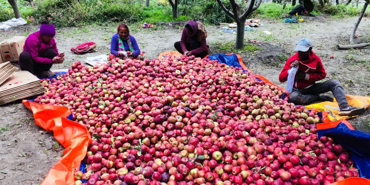 मुस्ताङको स्याउ बजारमा