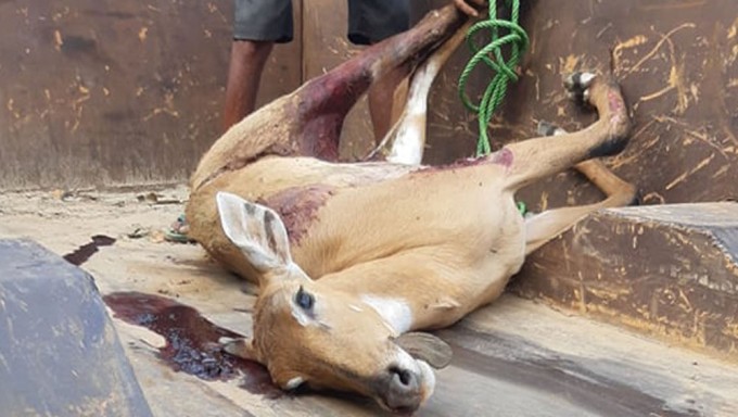 गाडीको ठक्करबाट निलगाईको मृत्यु