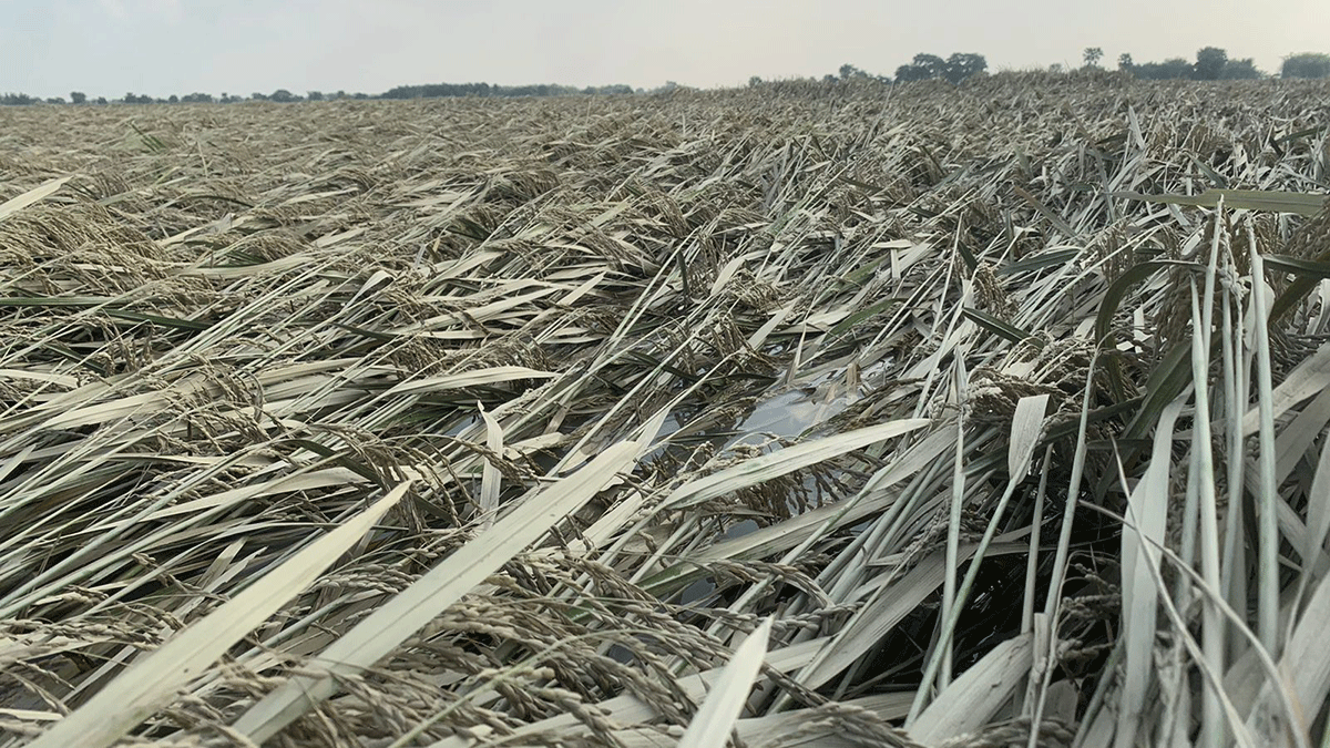 बैंकबाट ऋण काढेर खेती गरेका किसान मर्कामा