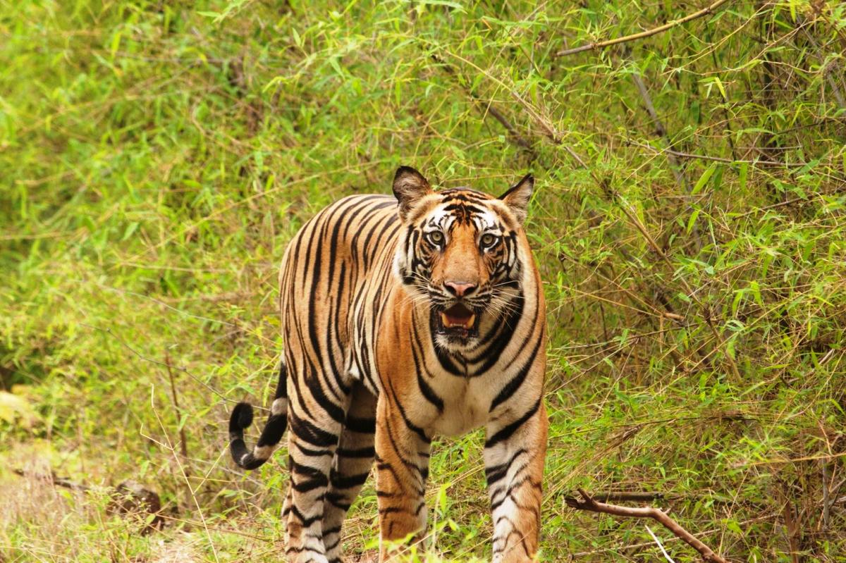 मङ्सिर र पुसमा बाघ गणनाको तयारी