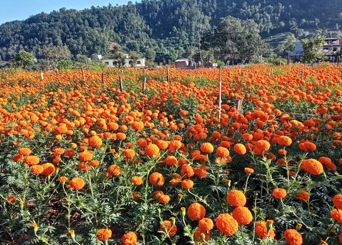 अमेरिकादेखि अष्ट्रेलियासम्म पुग्छन् गुण्डुका फूल