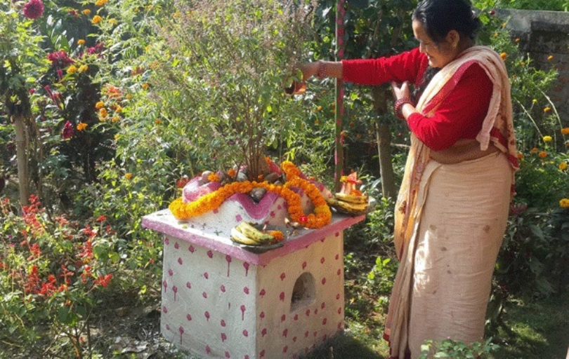 तुलसीको विवाह गरी हरिबोधिनी एकादशी मनाइँदै