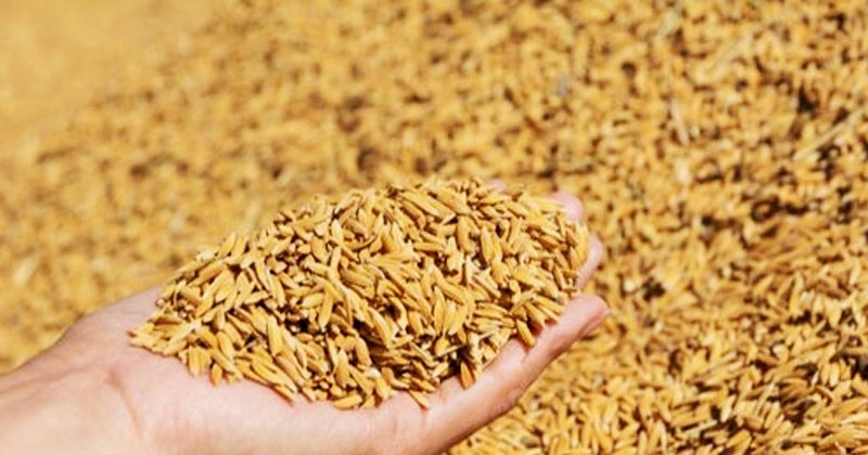 आगलागीबाट धान जलेर नष्ट