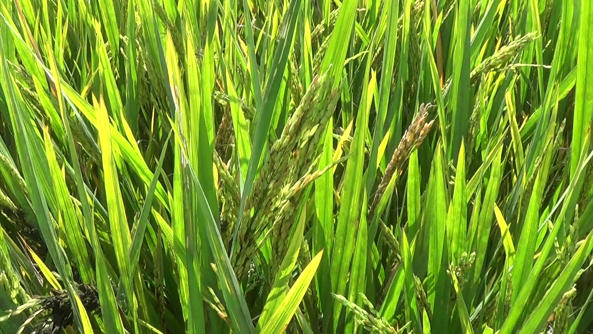 १३ सय रोपनीमा धानको ठाँउमा भुस, अब के खाने ?